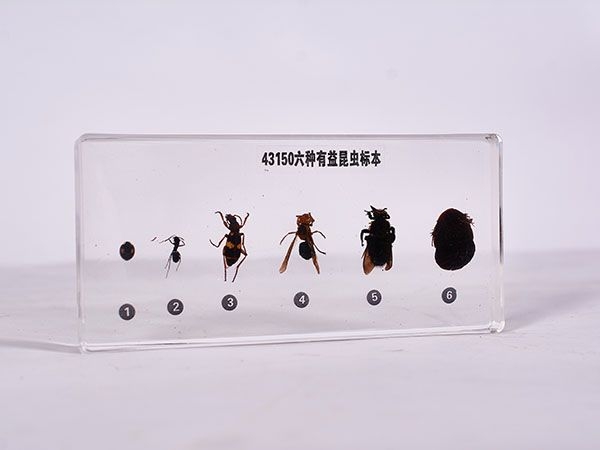益蟲標(biāo)本（包埋）