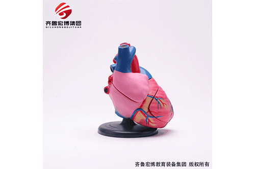 心臟放大模型