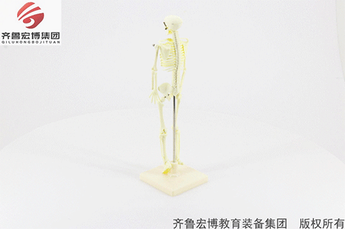 人體骨骼模型